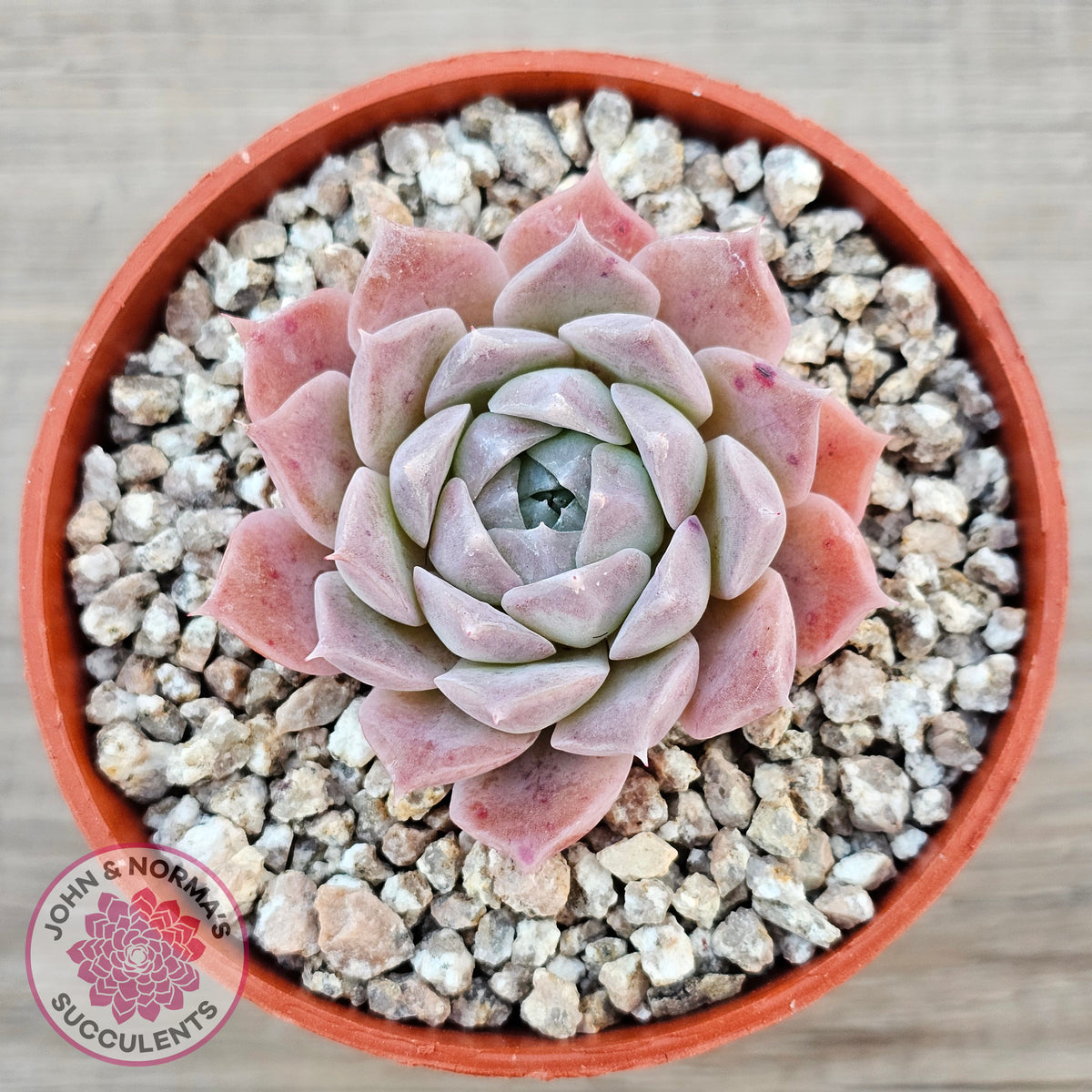Echeveria 'Rosaria'