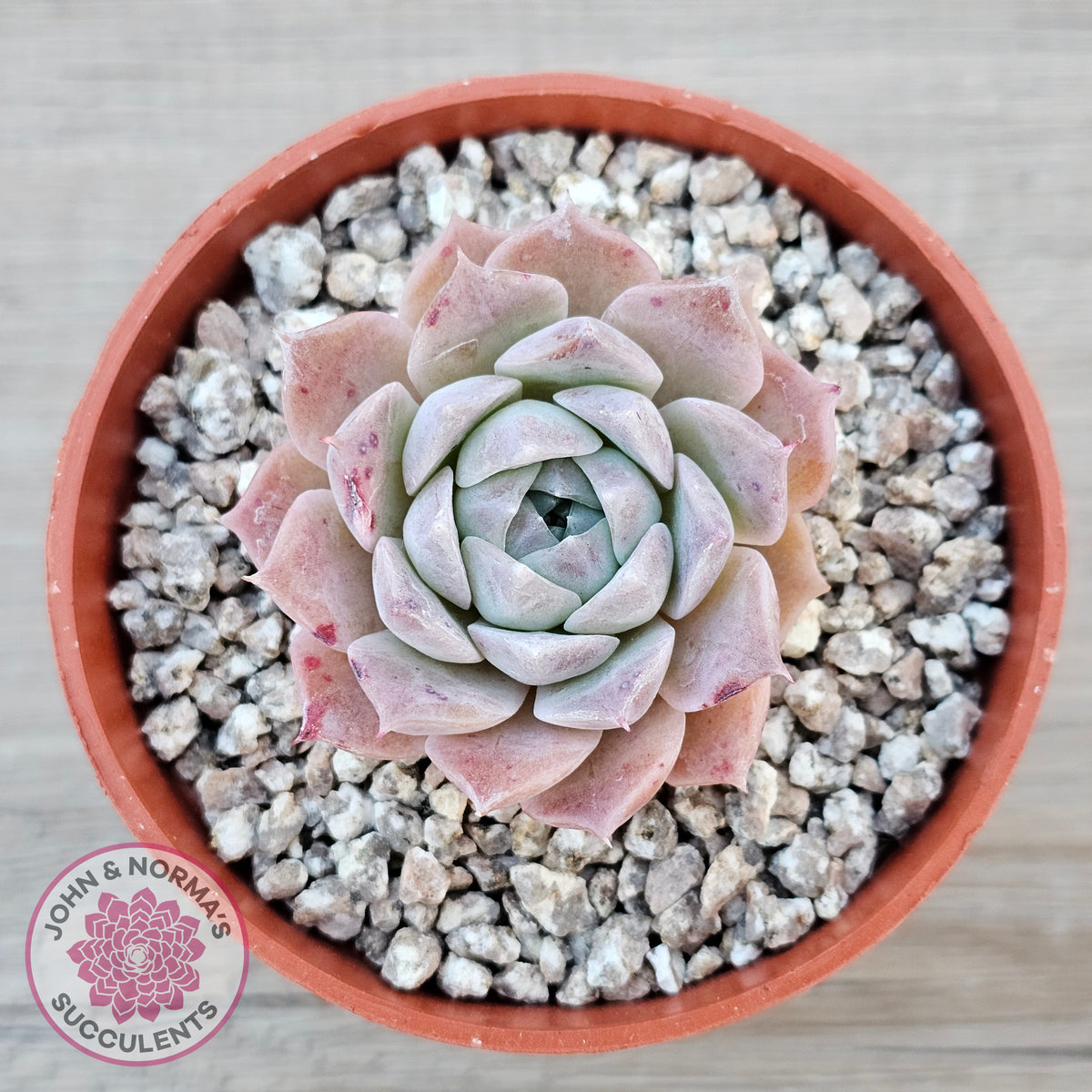 Echeveria 'Rosaria'