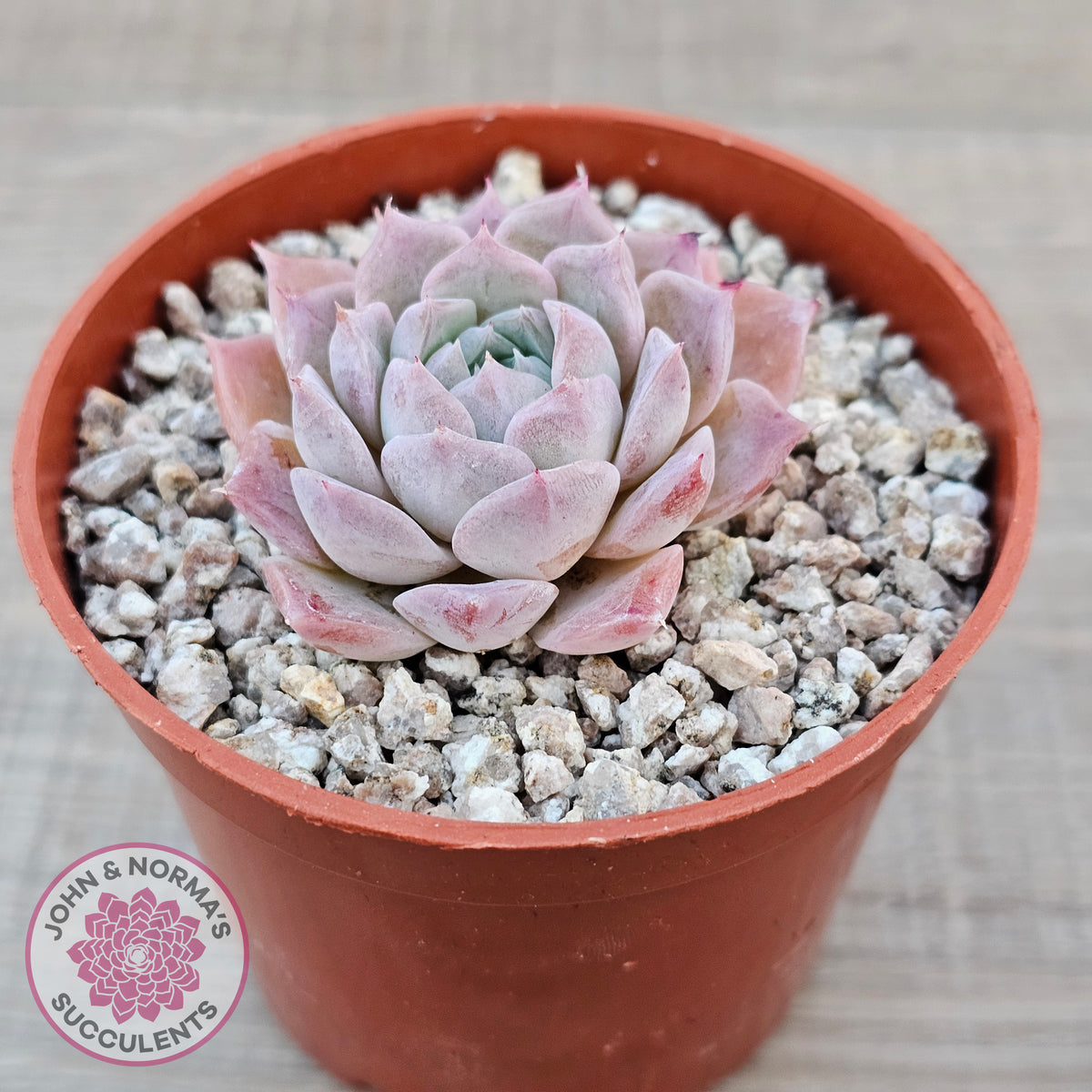 Echeveria 'Rosaria'