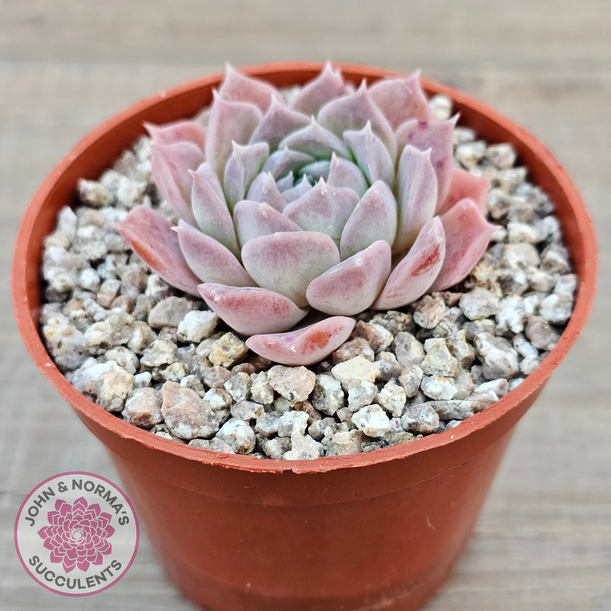 Echeveria 'Rosaria'