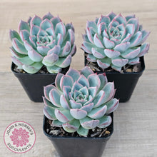 Load image into Gallery viewer, Echeveria Rosita - Korean Form (Lg)