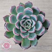 Load image into Gallery viewer, Echeveria Rosita - Korean Form (Lg)