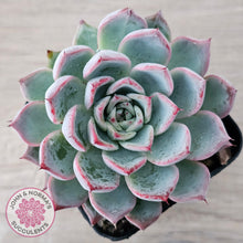 Load image into Gallery viewer, Echeveria Rosita - Korean Form (Lg)