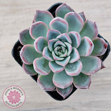 Load image into Gallery viewer, Echeveria Rosita - Korean Form (Lg)