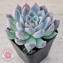 Load image into Gallery viewer, Echeveria Rosita - Korean Form (Lg)