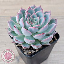 Load image into Gallery viewer, Echeveria Rosita - Korean Form (Lg)