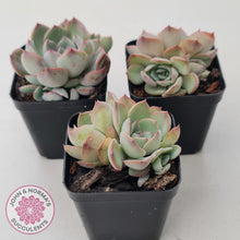 Load image into Gallery viewer, Echeveria Roulette