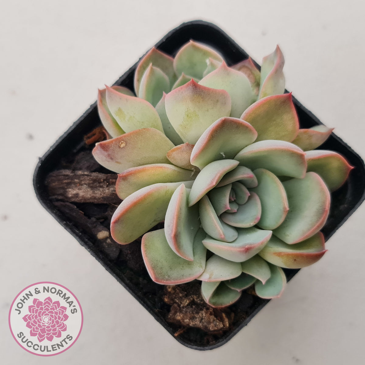 Echeveria Roulette
