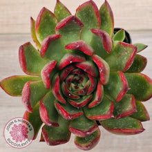 Load image into Gallery viewer, Echeveria agavoides 'Rubra'