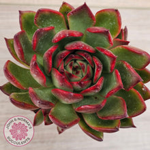 Load image into Gallery viewer, Echeveria agavoides 'Rubra'