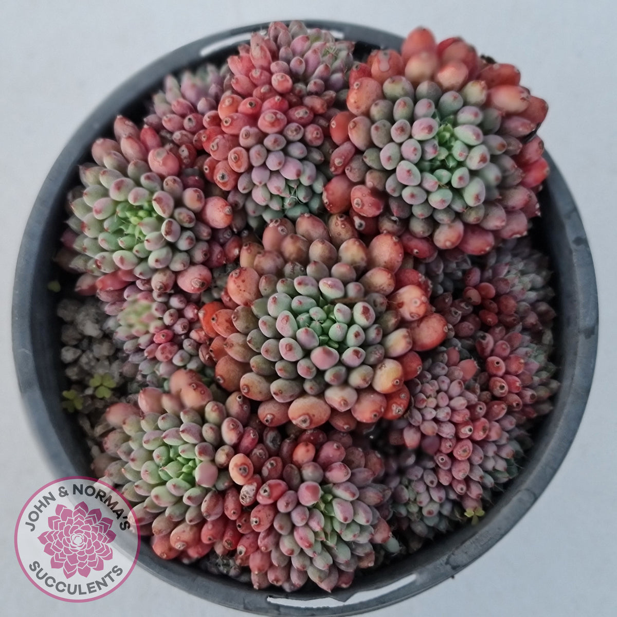 Echeveria Rundelli