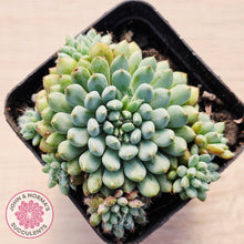 Load image into Gallery viewer, Echeveria Rundelli