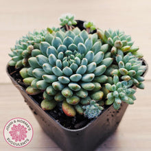Load image into Gallery viewer, Echeveria Rundelli
