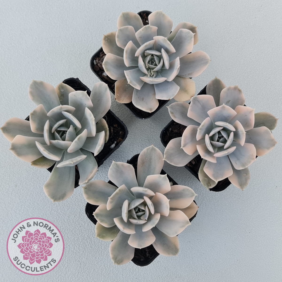Echeveria Runyonii Variegated