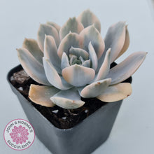 Load image into Gallery viewer, Echeveria Runyonii Variegated