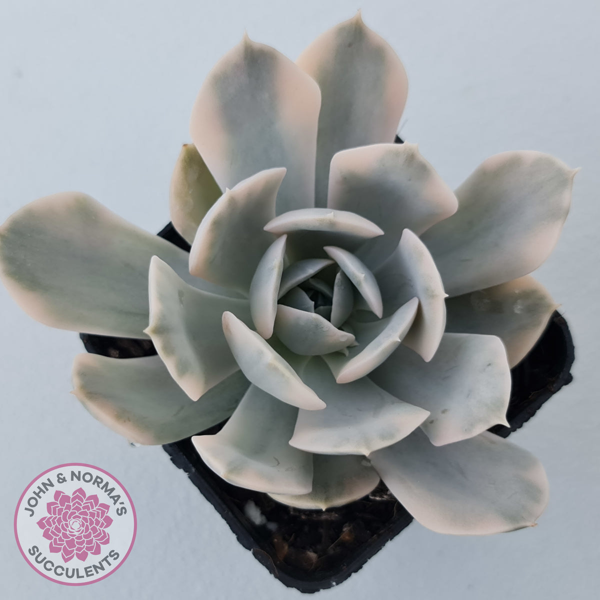 Echeveria Runyonii Variegated