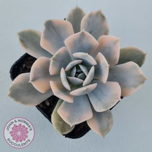 Load image into Gallery viewer, Echeveria Runyonii Variegated