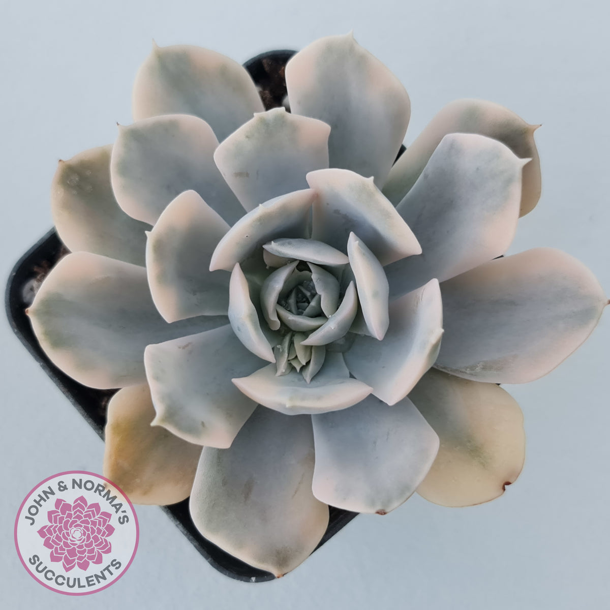 Echeveria Runyonii Variegated