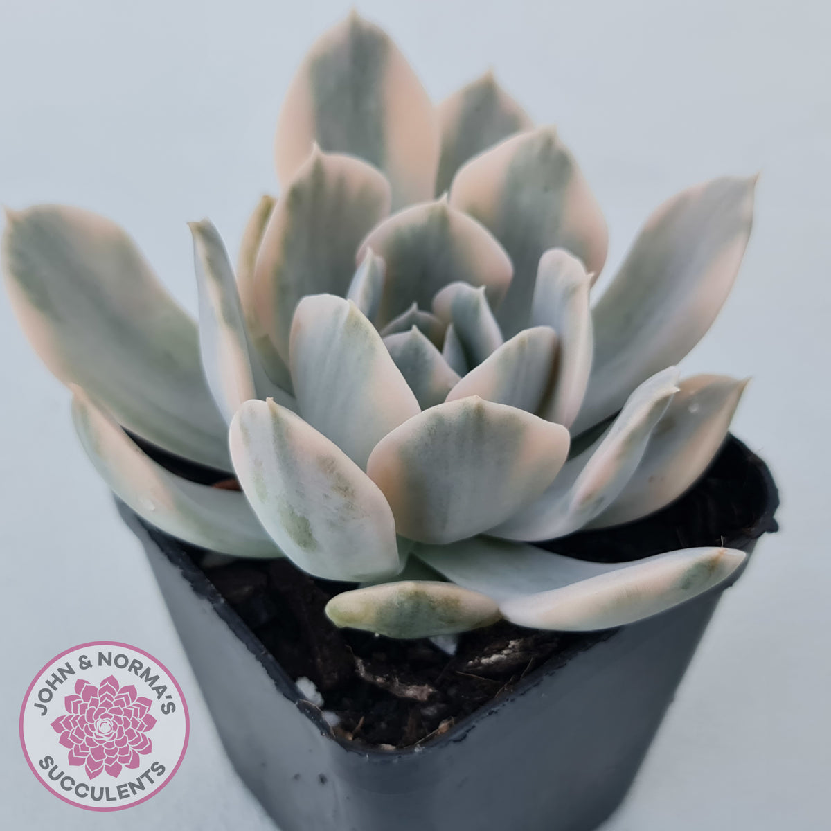 Echeveria Runyonii Variegated