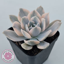 Load image into Gallery viewer, Echeveria Runyonii Variegated
