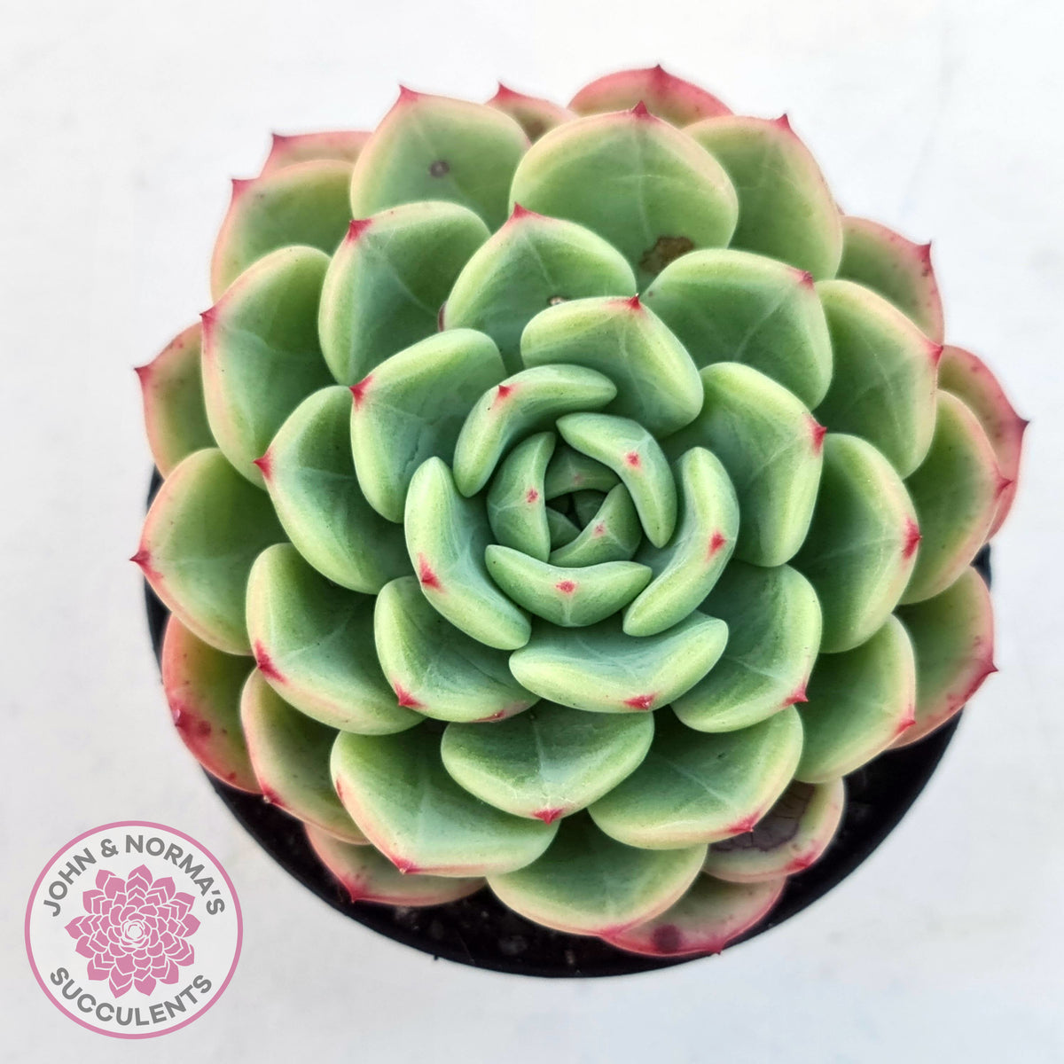 Echeveria 'Salmon'