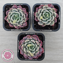 Load image into Gallery viewer, Echeveria 'Sarahime Botan' hybrid
