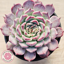 Load image into Gallery viewer, Echeveria 'Sarahime Botan'