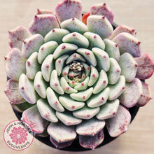 Load image into Gallery viewer, Echeveria 'Sarahime Botan'
