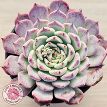 Load image into Gallery viewer, Echeveria 'Sarahime Botan'