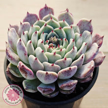 Load image into Gallery viewer, Echeveria 'Sarahime Botan'