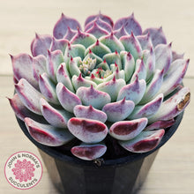 Load image into Gallery viewer, Echeveria 'Sarahime Botan'