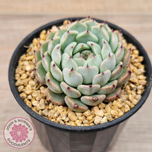 Load image into Gallery viewer, Echeveria 'Sarahime Botan'