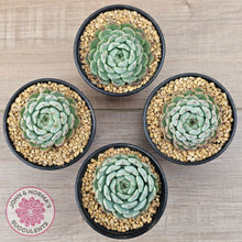 Load image into Gallery viewer, Echeveria 'Sarahime Botan'
