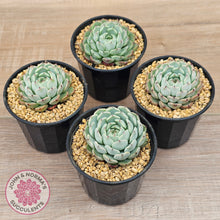 Load image into Gallery viewer, Echeveria 'Sarahime Botan'