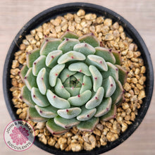 Load image into Gallery viewer, Echeveria 'Sarahime Botan'