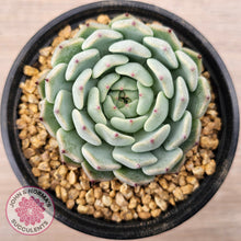 Load image into Gallery viewer, Echeveria 'Sarahime Botan'