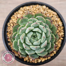 Load image into Gallery viewer, Echeveria 'Sarahime Botan'