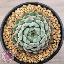 Load image into Gallery viewer, Echeveria 'Sarahime Botan'