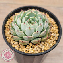 Load image into Gallery viewer, Echeveria 'Sarahime Botan'