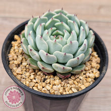 Load image into Gallery viewer, Echeveria 'Sarahime Botan'