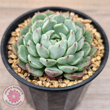 Load image into Gallery viewer, Echeveria 'Sarahime Botan'