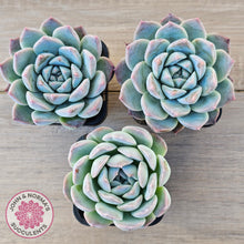 Load image into Gallery viewer, Echeveria Sarang