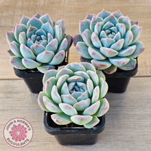 Load image into Gallery viewer, Echeveria Sarang