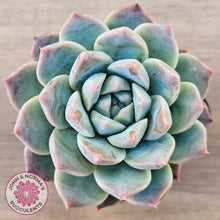 Load image into Gallery viewer, Echeveria Sarang