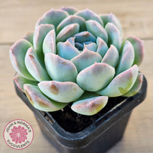Load image into Gallery viewer, Echeveria Sarang