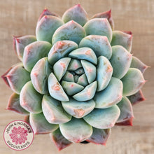 Load image into Gallery viewer, Echeveria Sarang