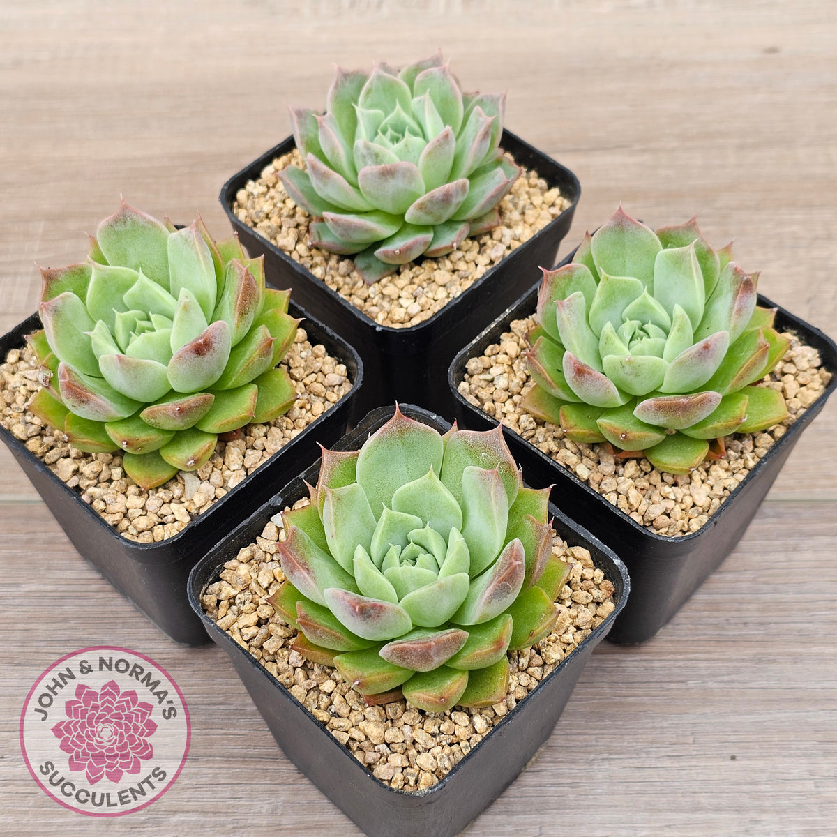 Echeveria 'Conch Girl' aka 'Seashell'