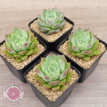 Load image into Gallery viewer, Echeveria 'Conch Girl' aka 'Seashell'