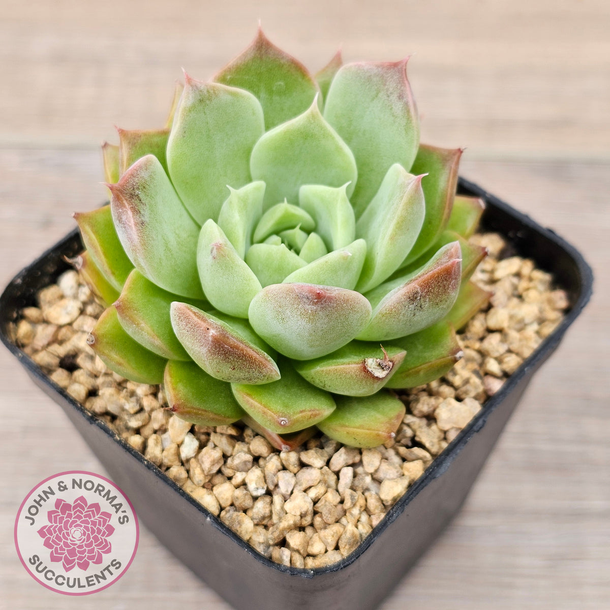 Echeveria 'Conch Girl' aka 'Seashell'