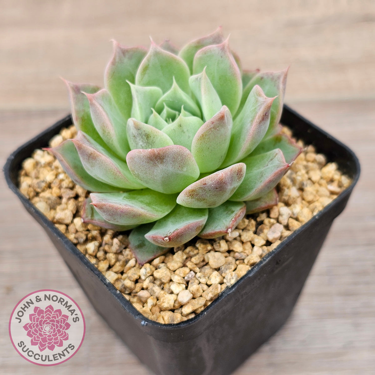 Echeveria 'Conch Girl' aka 'Seashell'